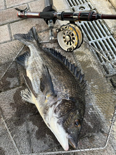 有明北緑道公園