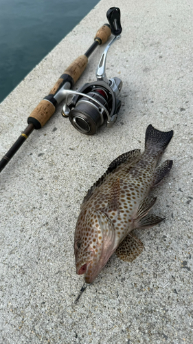 オオモンハタの釣果