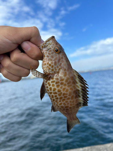 鹿児島湾南部