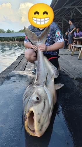 メコンオオナマズの釣果