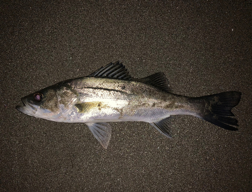 セイゴ（マルスズキ）の釣果