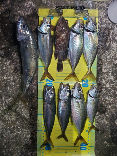 アジの釣果