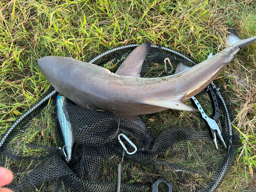 サメの釣果