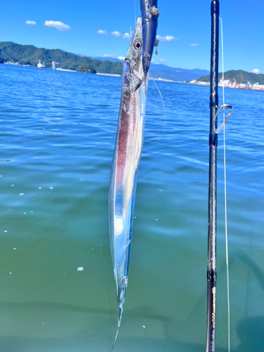 タチウオの釣果