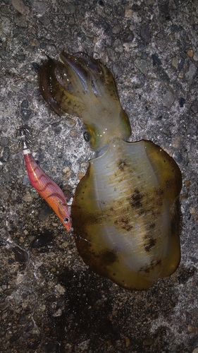 アオリイカの釣果