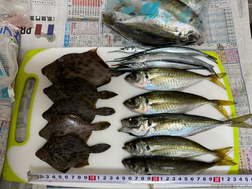 アジの釣果