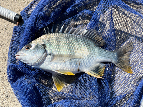 キビレの釣果