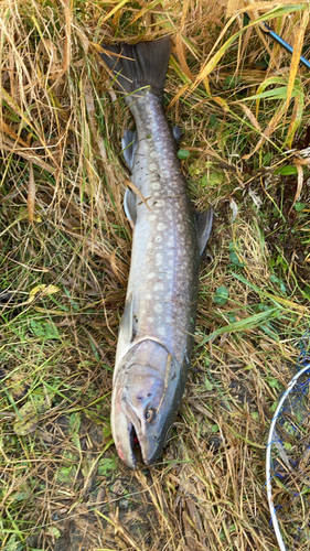 アメマスの釣果