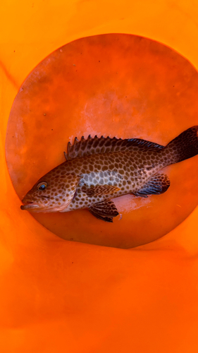 オオモンハタの釣果