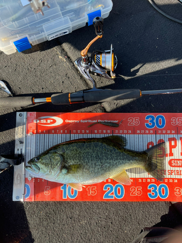 ラージマウスバスの釣果