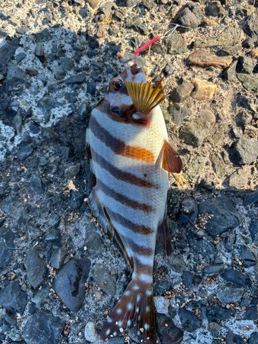 オオモンハタの釣果