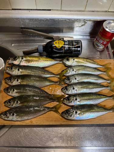 アジの釣果