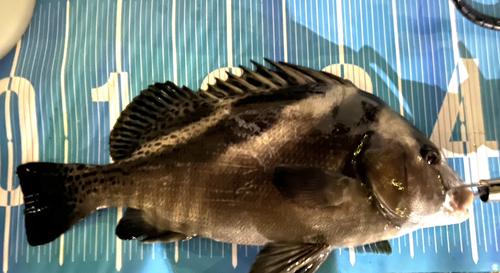 コショウダイの釣果