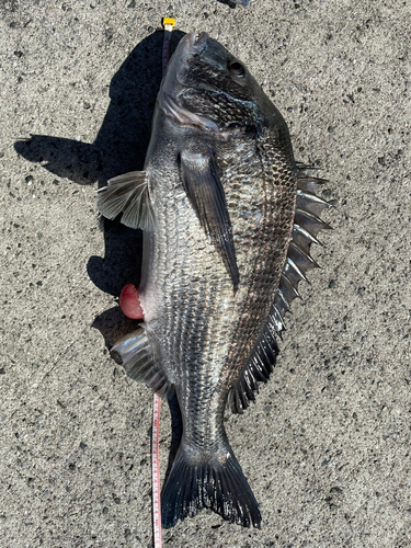 クロダイの釣果