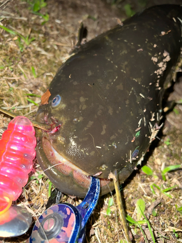 マナマズの釣果