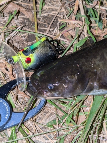 ナマズの釣果