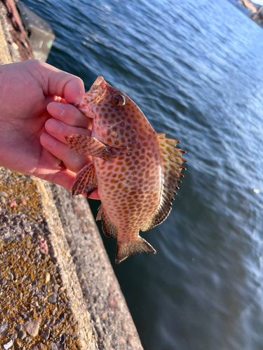 オオモンハタの釣果