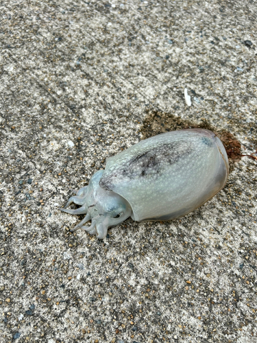 シリヤケイカの釣果