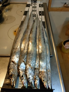 タチウオの釣果