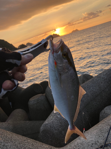 ショゴの釣果