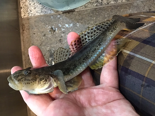 マハゼの釣果