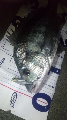 チヌの釣果