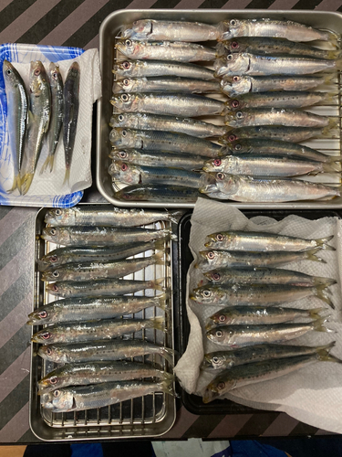 マイワシの釣果