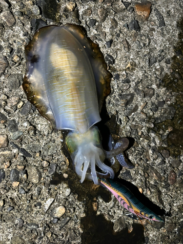 アオリイカの釣果