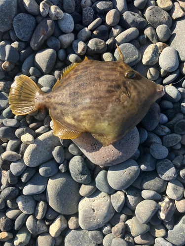 カワハギの釣果