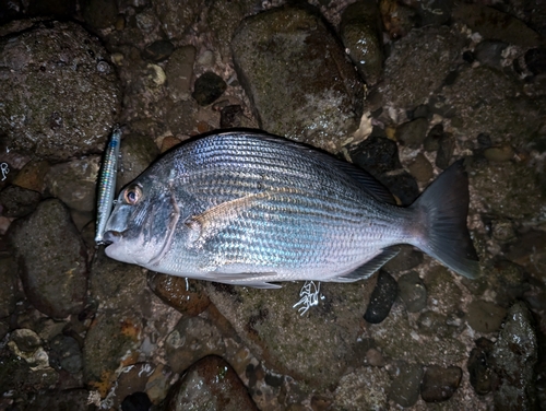 ヘダイの釣果