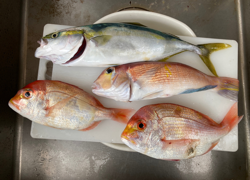 アマダイの釣果