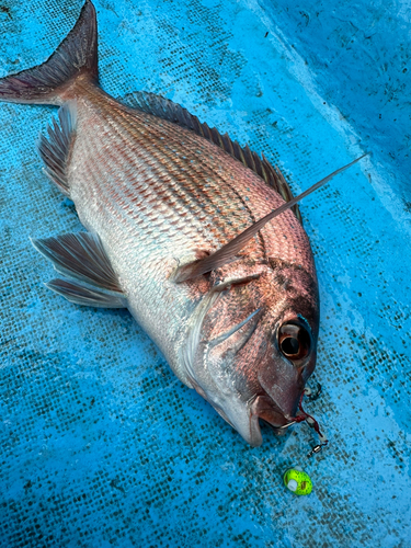 マダイの釣果