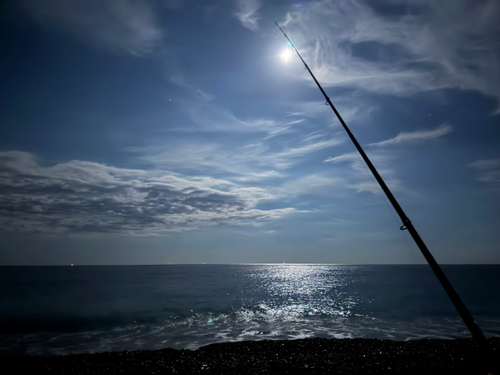 マアジの釣果