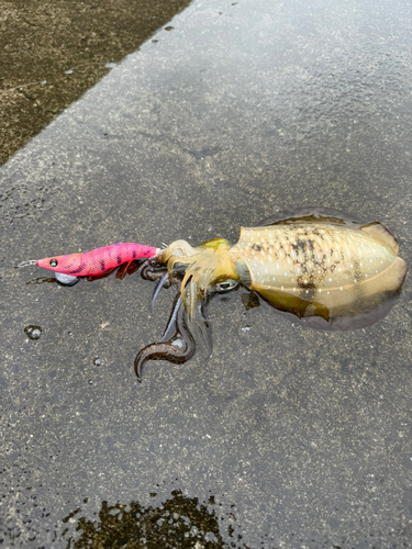 アオリイカの釣果