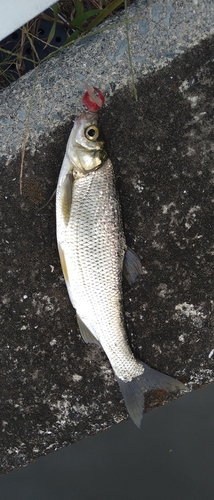 ワタカの釣果