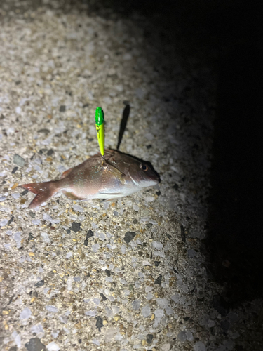 マダイの釣果