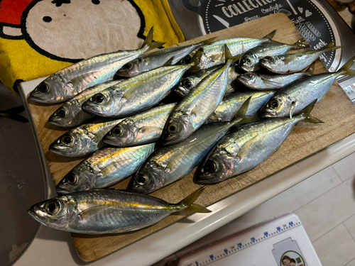 アジの釣果