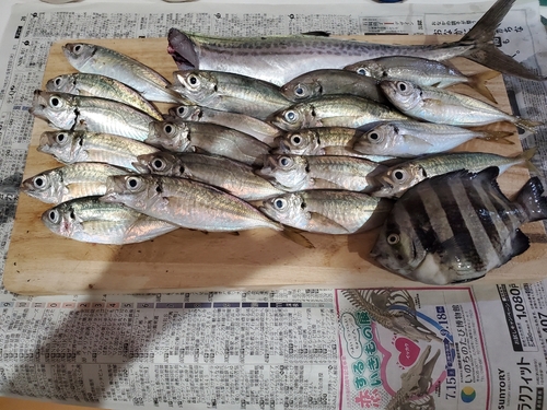 サゴシの釣果