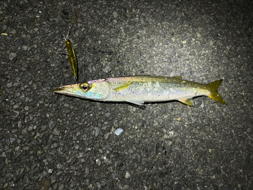 カマスの釣果