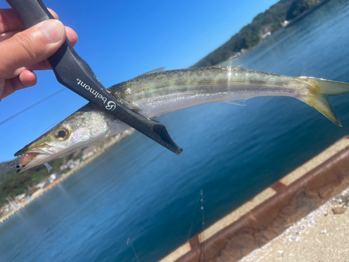 カマスの釣果