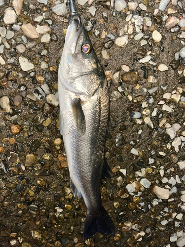 スズキの釣果