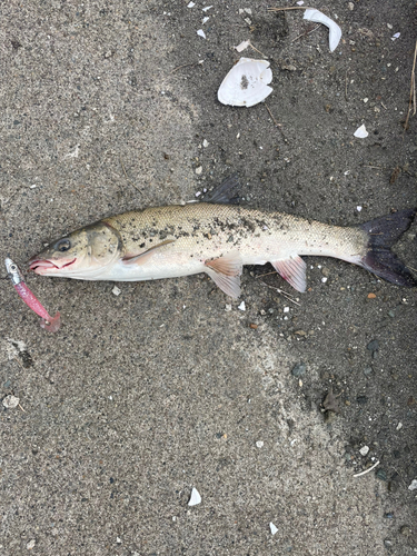 ウグイの釣果