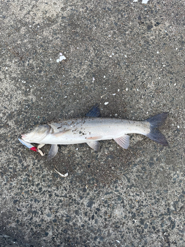 ウグイの釣果