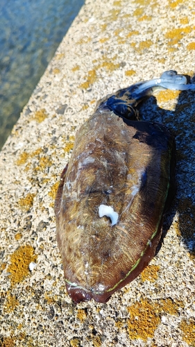 コウイカの釣果