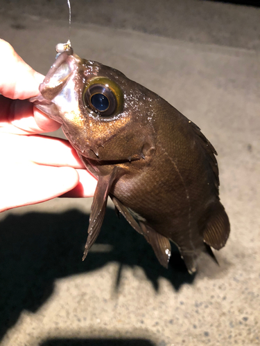 メバルの釣果