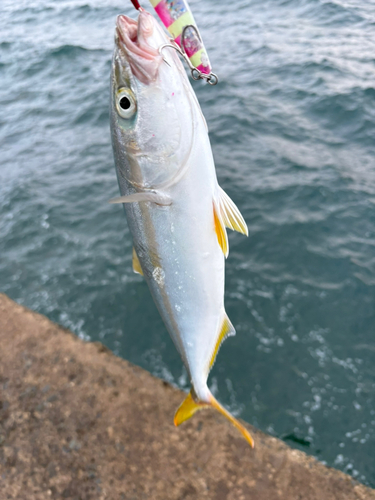 イナダの釣果