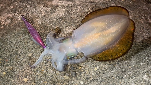 アオリイカの釣果