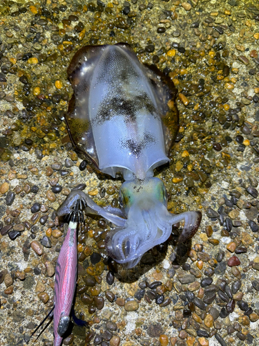 アオリイカの釣果