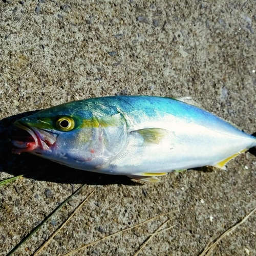 イナダの釣果