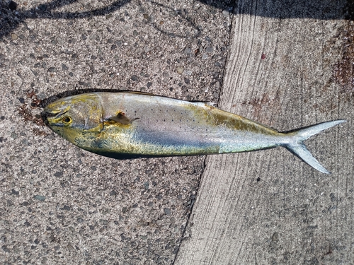 シイラの釣果